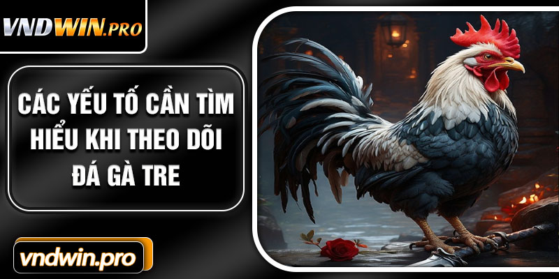 Các yếu tố cần tìm hiểu khi theo dõi đá gà tre