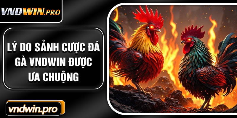 Lý Do Sảnh Cược Đá Gà VNDWIN Được Ưa Chuộng