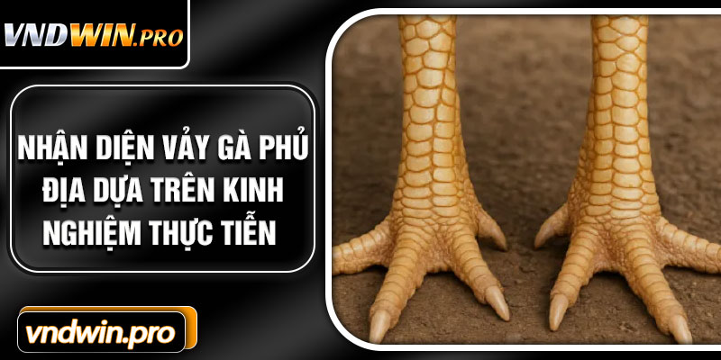 Nhận diện vảy gà phủ địa dựa trên kinh nghiệm thực tiễn