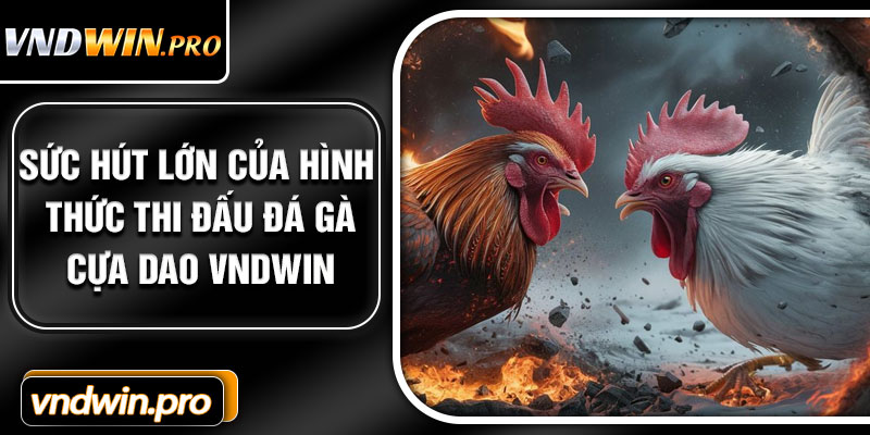 Sức hút lớn của hình thức thi đấu đá gà cựa dao VNDWIN