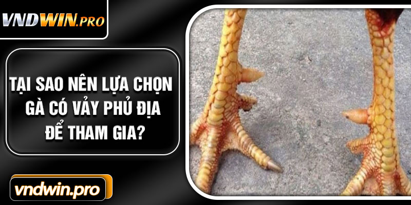 Tại sao nên lựa chọn gà có vảy phủ địa để tham gia?