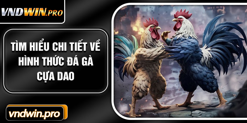 Tìm hiểu chi tiết về hình thức đá gà cựa dao