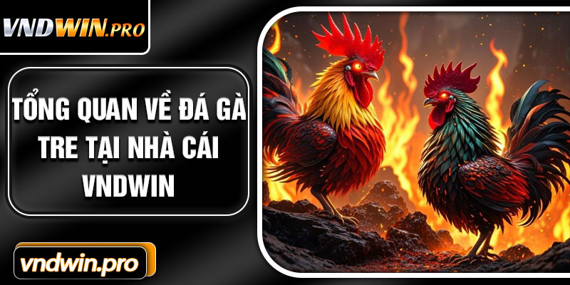 Tổng quan về đá gà tre tại nhà cái VNDWIN