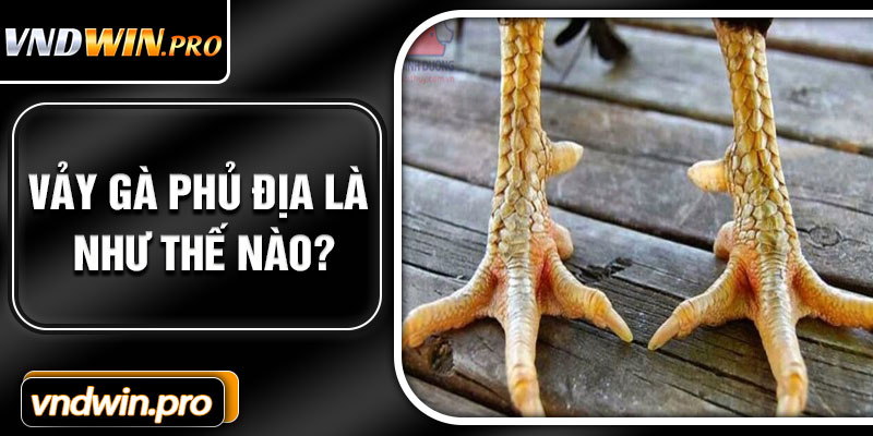 Vảy gà phủ địa là như thế nào?